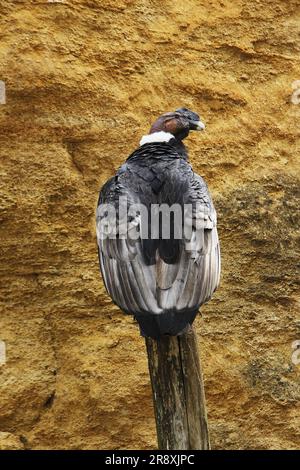 Condor andin, vultur gryphus, Homme debout sur la poste Banque D'Images