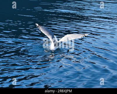 Les mouettes déferle dans le fjord de Norvège. Des gouttes d'eau éclaboutent dans le mouvement dynamique de l'oiseau de mer. Photo d'animal de Scandinavie Banque D'Images