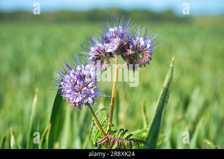 Fleur bleue coupée dans le champ de maïs. Herbe verte en arrière-plan. Paysage tourné avec des fleurs. Banque D'Images