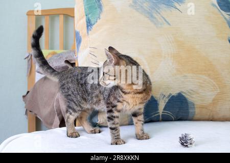 Un chaton gris snihes un cône d'arbre de Noël gros plan Banque D'Images