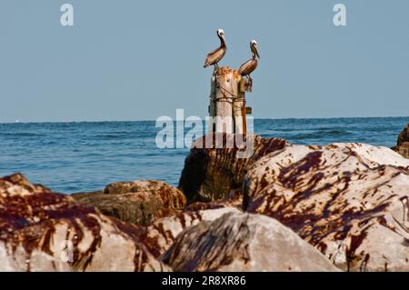 L'huile s'est répandue sur la jetée du parc national de Grand Isle, où les pélicans reposent sur de vieux pillages. Banque D'Images