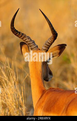 Impala (Aepyceros melampus), Jaci's Tree Lodge, Madikwe Game Reserve, Nord-Ouest, Afrique du Sud Banque D'Images
