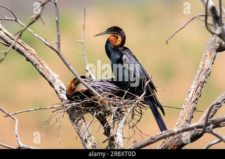 Darter africain (Anhinga rufa), réserve de gibier de Pilanesberg, Nord-Ouest, Afrique du Sud Banque D'Images