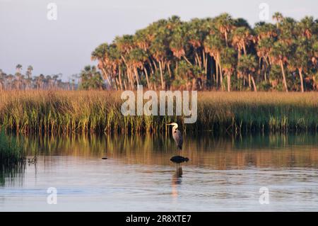 Heron, réserve naturelle nationale de Chassowitzka, dans le golfe du Mexique, près de Spring Hill, Floride Banque D'Images