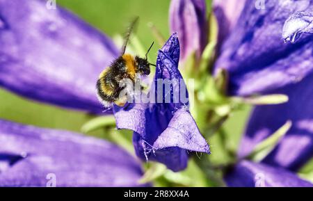 Bumblebee sur une fleur. Bumblebee rassemble le nectar d'une fleur. Marco. Russie, région de Moscou. Printemps, mai Banque D'Images