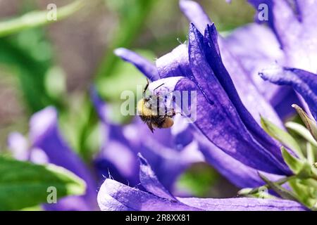 Bumblebee sur une fleur. Bumblebee rassemble le nectar d'une fleur. Marco. Russie, région de Moscou. Printemps, mai Banque D'Images