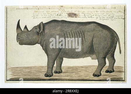 Diceros bicornis bicornis (rhinocéros noir; homme), en 1778 ou après. Banque D'Images