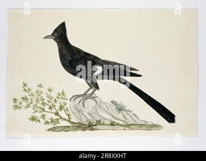 Clamator jacobinus (Jacobin cuckoo), 1777-1786. Banque D'Images