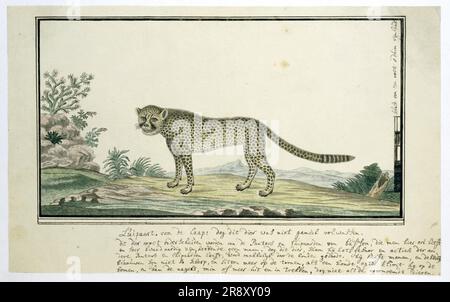 Acinonyx jubatus (Cheetah), 1777-1786. Banque D'Images