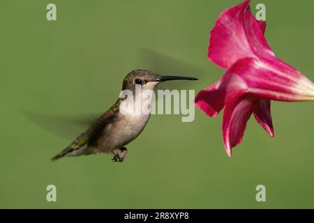 Un colibri à gorge rubis rassemblant le nectar d'une fleur de Mandevilla Banque D'Images