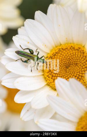 D'épaisseur de fleurs à pattes (Oedemera nobilis), également connu sous le nom de bombement-thighed beetle et le faux, de l'huile sur l'Anthemis tinctoria 'E.C.Buxton' Banque D'Images