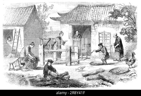 La culture de la soie en Chine : la préparation de la soie brute, 1857. « Lorsque les vers ont jeté leurs plusieurs peaux... ils sont enlevés... en préparation à leur filature. Au cours d'une semaine après le début de la filature, les cocons silken sont terminés, et il devient maintenant nécessaire des prendre en main avant que les pupes se transforment en moths... les pupes... sont tués en étant placés dans des bocaux sous des couches de sel et de feuilles, avec une exclusion totale de l'air. Ils sont ensuite placés dans de l'eau modérément chaude, qui dissout la substance gluante qui lie la soie ensemble, et le filament est enroulé sur RE Banque D'Images