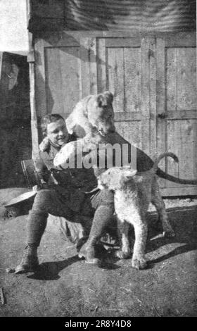 ''combat Eyrien; Deux "poilus" de l'air; Lubery et ses lionceaux "Wisky" et "Soda" avec lesquels il aimait jouer au retour de ses chasses, les taquinant, les obligeants a Sauter, mettant sa tete entre eux leurres crocs. Les deux fauves ont la joie de l'escadrille Layayette. Mais ils sont disponibles et ils ont lieu les voyages au jardin des plantes, 1918. De "l'Album de la guerre 1914-1919, Volume 2" [l'Illustration, Paris, 1924]. Banque D'Images