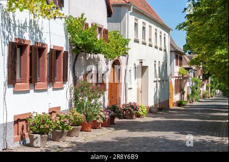 Maisons typiques dans la Theresienstrasse historique, Rhodt unter Rietburg, Palatinat, Rhénanie-Palatinat, Allemagne, Europe Banque D'Images