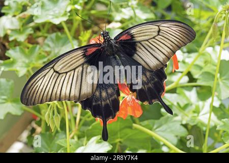 Spécimen femelle du Grand papillon mormon, Papilio memnon agenor; Papilionidae Banque D'Images