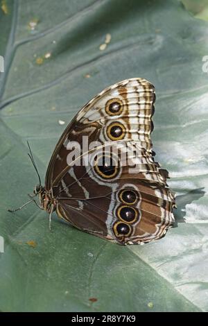 Papillon morpho bleu Peleides, ailes fermées, dessous, Morpho peleides, Nymphalidae Banque D'Images