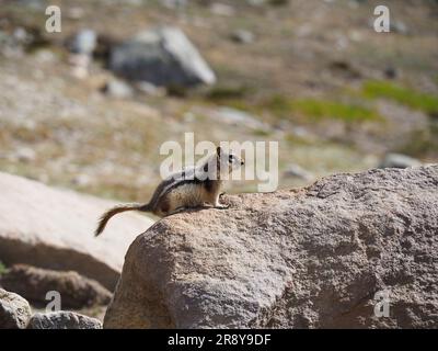 Chipmunk canadien sur le sommet de la montagne du patrimoine de l'UNESCO, dans l'ouest du Canada de l'Alberta, s'est assis sur le côté de la roche, sur un fond flou Banque D'Images