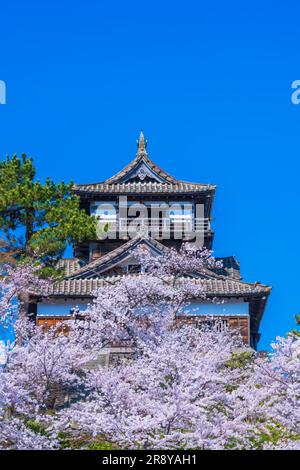 Château de Maruoka et cerisiers en fleurs Banque D'Images