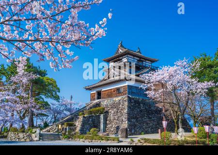 Château de Maruoka et cerisiers en fleurs Banque D'Images