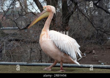 Pélican blanc de l'est (Pelecanus onocrotalus) - Zoo et jardin botanique de Budapest - Fővárosi Állat- és Növenyker Banque D'Images