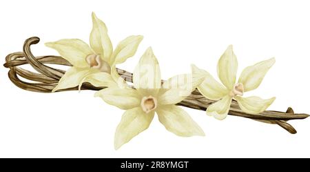 Fleurs de vanille avec bâtons. Aquarelle Illustration dessinée à la main de la fleur d'orchidée jaune et des gousses sur fond blanc isolé. Dessin d'épices pour la cuisson ou les huiles aromatiques. esquisse de l'ingrédient de fines herbes. Banque D'Images