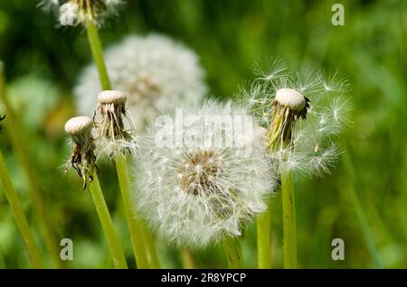 Les têtes de graines de pissenlit fleurissent sur fond vert en été. Banque D'Images