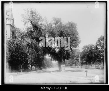 Washington Elm, Cambridge, c1899. Banque D'Images