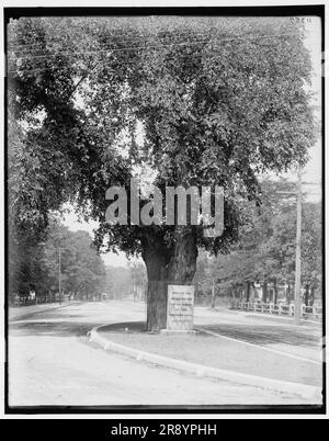 Washington Elm, Cambridge, entre 1890 et 1899. Banque D'Images