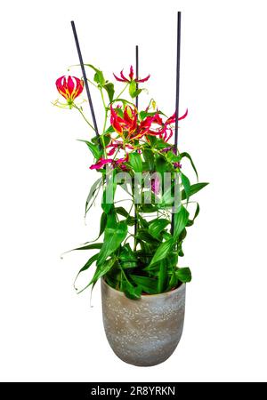 Fleur de nénuphars en pot isolée avec fleurs rouges Banque D'Images