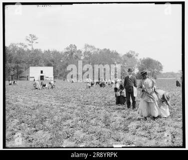 Cueillette de fraises, Charleston, S.C., entre 1900 et 1907. Banque D'Images