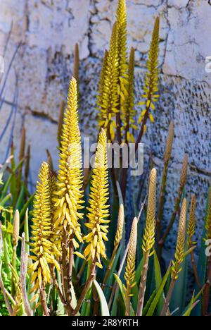 Lit de fleurs aux plantes d'aloès et ses pointes de fleurs jaunes devant un mur en pierre grise sur l'île de Malte. Banque D'Images