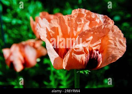 Plante géante à fleurs papaver orientale en lit de fleurs dans le jardin en été. Banque D'Images