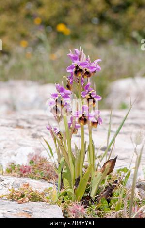 Orchidée à la mouche (Ophrys tenthredinifera), Andalousie, Espagne Banque D'Images