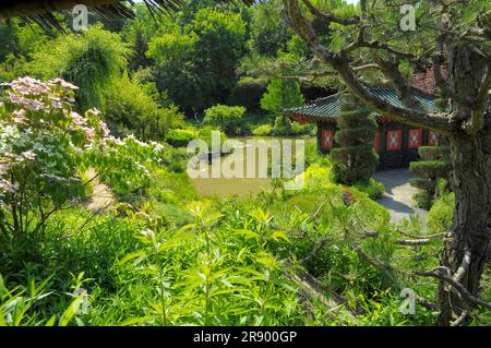 Jardin asiatique à Muenzesheim, Kraichgau, jardin japonais, salon de thé, étang, eau trouble Banque D'Images