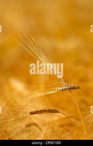 Épis d'orge mûrs Banque D'Images