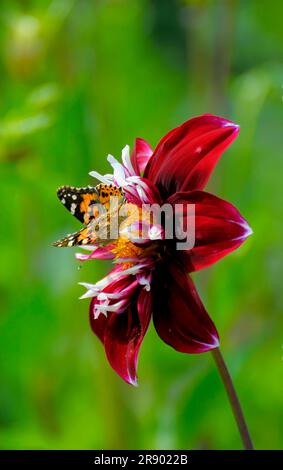 Papillon de chardon sur la fleur de dahlia, dahlia unique fleuri dans le jardin Banque D'Images