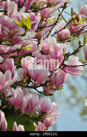 Fleur de magnolia en détail, gros plan, soucoupe magnolia (Magnolia x soulangeana) Banque D'Images