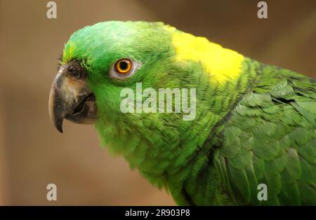 Perroquet jaune (Amazona auropalliata), Amazonie jaune Banque D'Images