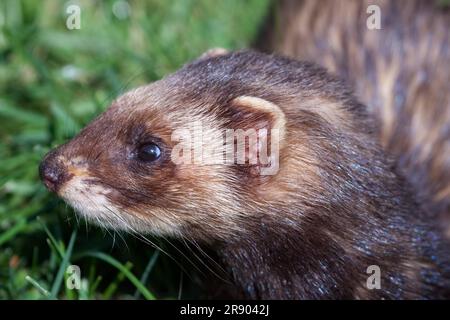 Gros plan d'un putois (Mustela putorius Européenne) Banque D'Images