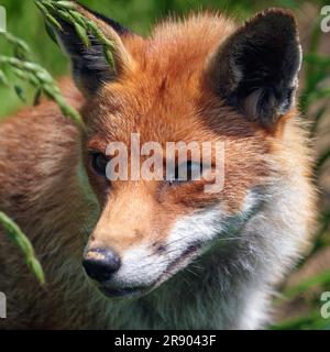 Close-up of a red fox (Vulpes vulpes) Banque D'Images