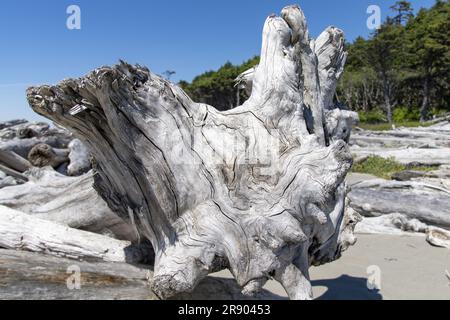 Vue rapprochée d'un grand morceau de bois flotté avec motif, couches et texture de bois mort, lavé sur le rivage de la plage sur la bande côtière de Olympic Na Banque D'Images