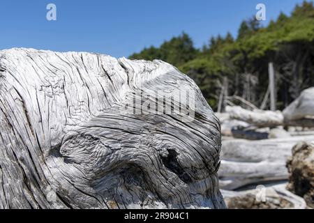 Vue rapprochée d'un grand morceau de bois flotté avec motif, couches et texture de bois mort, lavé sur le rivage de la plage sur la bande côtière de Olympic Na Banque D'Images