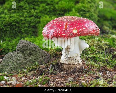 La mouche agarique (Amanita muscaria), est un hallucinogène et doit être considéré comme toxique. Ces champignons attrayants apparaissent souvent en groupes et sont un commun Banque D'Images