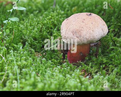 Le bolete amer de Beech, Caloboletus calopus, est un magnifique champignon mais malheureusement non comestible. Bien qu'il ne soit pas toxique, ce champignon en ruine Banque D'Images