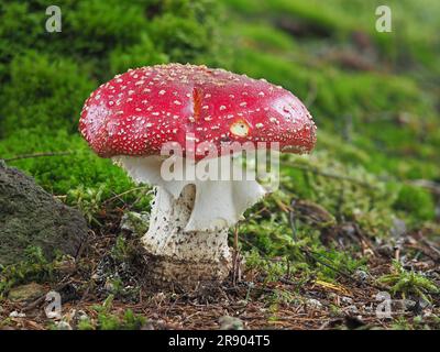 La mouche agarique (Amanita muscaria), est un hallucinogène et doit être considéré comme toxique. Ces champignons attrayants apparaissent souvent en groupes et sont un commun Banque D'Images