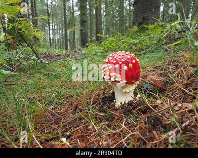 Fliegenpilz im Nadelwald im schwarzwald. La mouche agaric (Amanita muscaria), apparaissent souvent en groupes et sont une vue commune dans toutes sortes de bois Banque D'Images