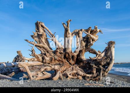 Vue rapprochée d'une grande partie de la structure racinaire en bois flotté sur la plage du Rialto, sur la partie côtière du parc national olympique, Australie occidentale Banque D'Images