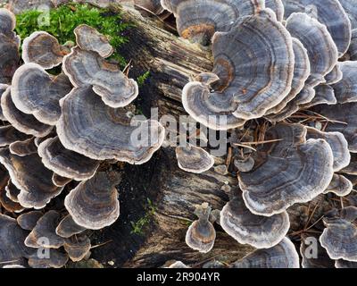 Coriolus versicolor est un champignon polypore commun. Coriolus versicolor est un champignon médicinal largement prescrit pour la prophylaxie et le traitement de Banque D'Images