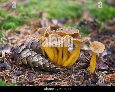 Pied jaune à tiges jaunes (Cantharellus tubaeformis) Banque D'Images