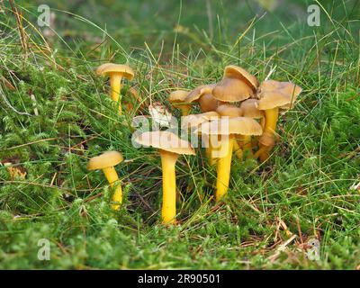 Pied jaune à tiges jaunes (Cantharellus tubaeformis) Banque D'Images